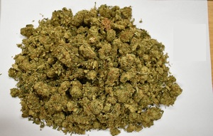 Zdjęcie przedstawia susz roślinny tj. marihuanę zabezpieczoną u 34-latka, mieszkańca Gminy Gryfice